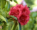 Rhododendron 8T97D-03